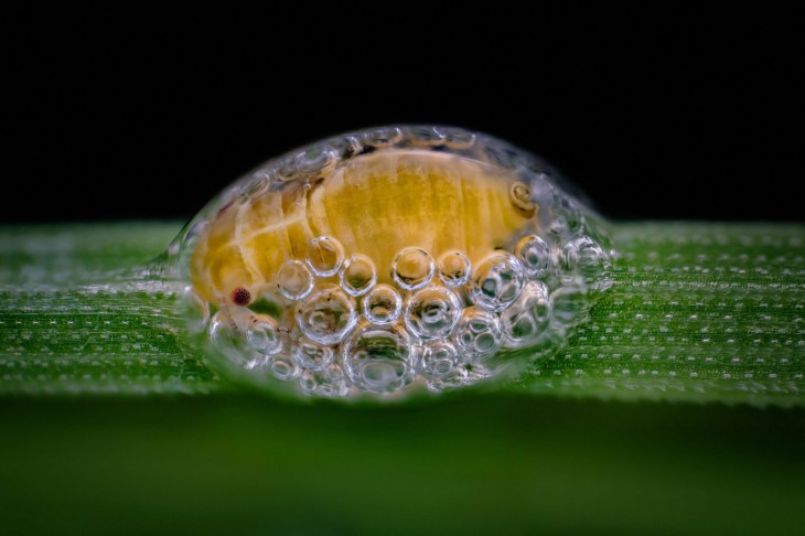 3 место: куколка цикады Spittlebug в своем домике с пузырьками, 5-кратное увеличение. <br>Фотограф - Саулюс Гугис, Напервилль, Иллинойс, США 
