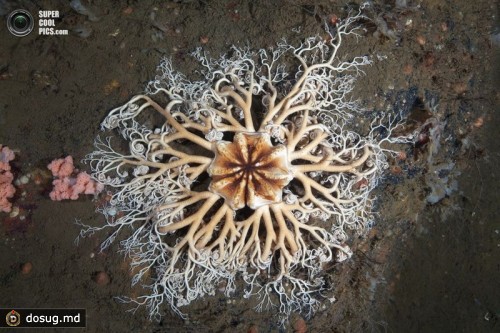 Арктический горгоноцефал (лат. Gorgonocephalus arcticus). (Alexander Semenov)