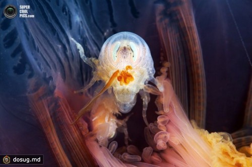 Гиперия гальба (лат. Hyperia galba). (Alexander Semenov)