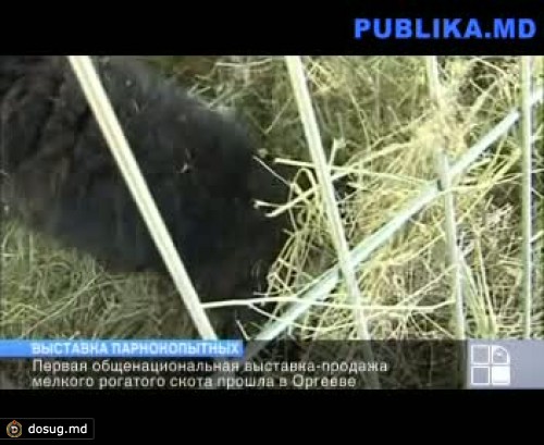 "Другая Молдова" на первой выставке мелкого рогатого скота в Оргееве (ВИДЕО)
