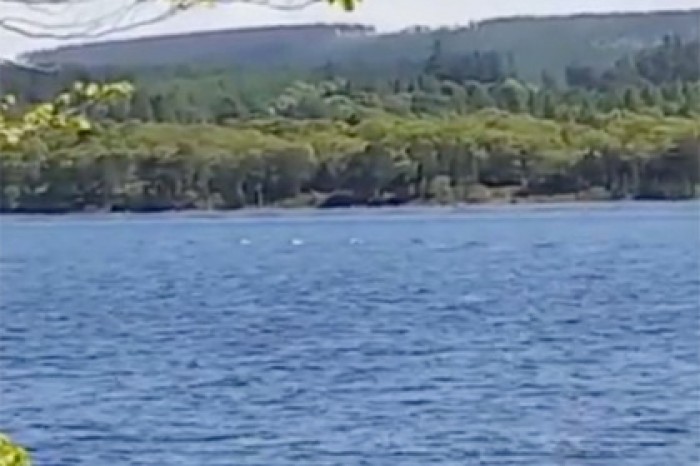 Туристка заявила о снятом на видео лох-несском чудовище с детенышами
