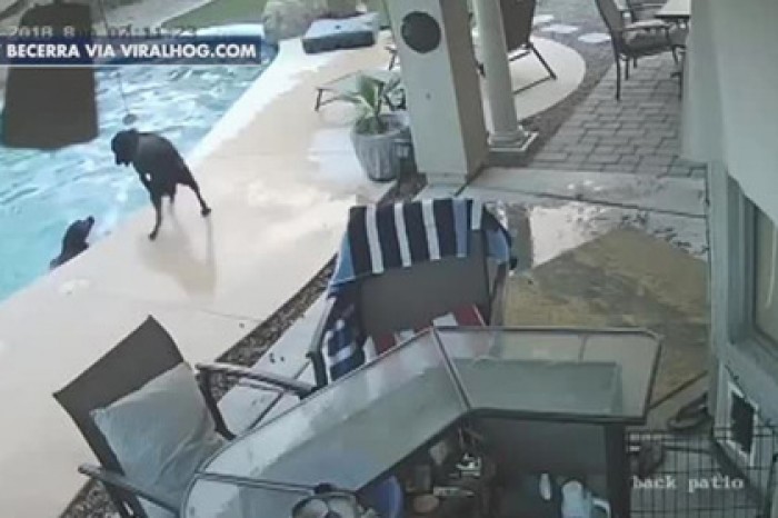 Пес бросился в воду и спас друга