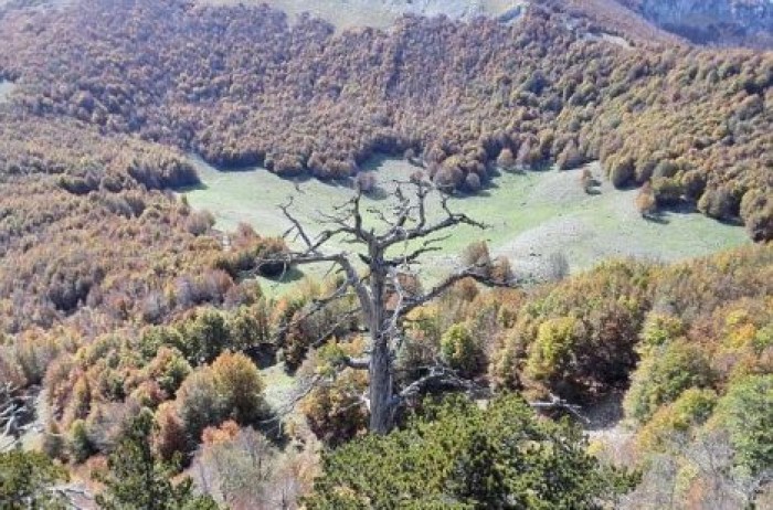 В Италии нашли самое старое дерево в Европе, ему 1 230 лет