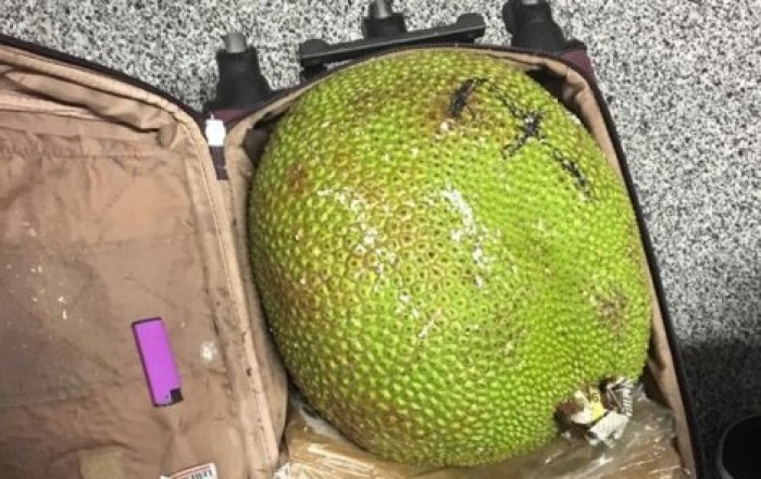 В киевском аэропорту изъяли 350 кило экзотических фруктов