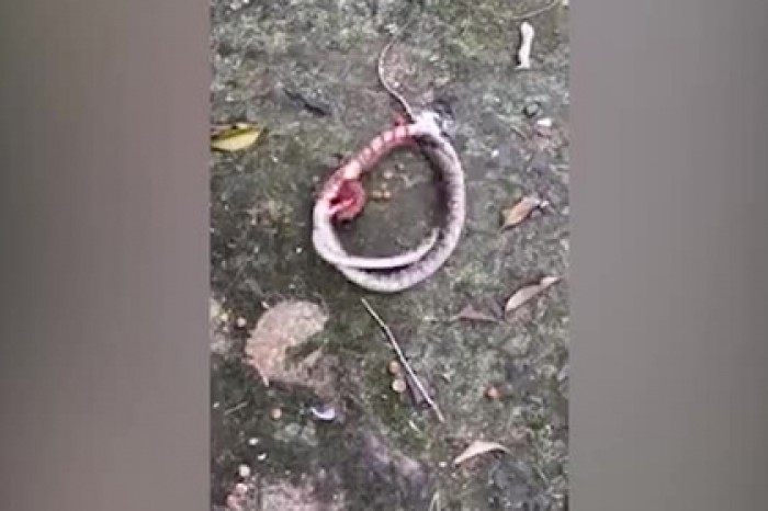 Яростная схватка питона и сколопендры попала на видео