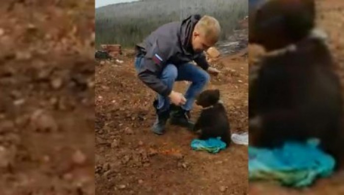 Голодный медвежонок отобрал пакет с едой у жителя Сахалина