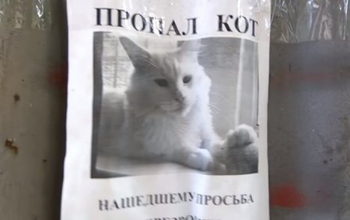 "Он будто оживает и следит за тобой": Сеть удивила оптическая иллюзия с котом
