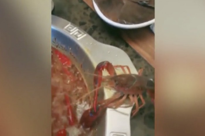 Рак выбрался из кастрюли, оторвал себе клешню и спасся