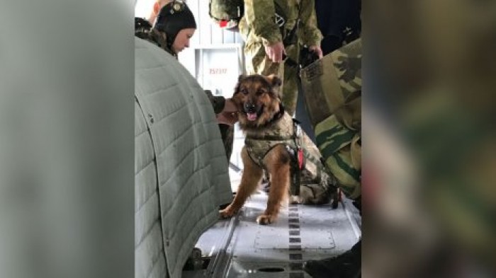 В Новороссийске собака прыгнула с парашютом вместе с кинологом