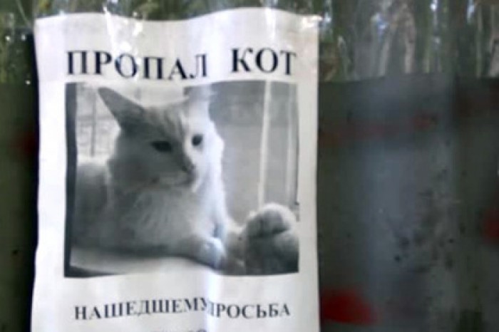 В объявлении о пропаже кота разглядели оптическую иллюзию