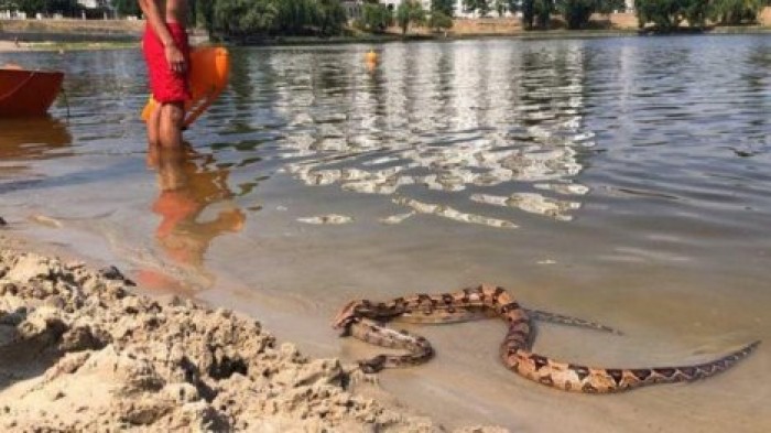 Жителей Киева напугали большие змеи на пляже