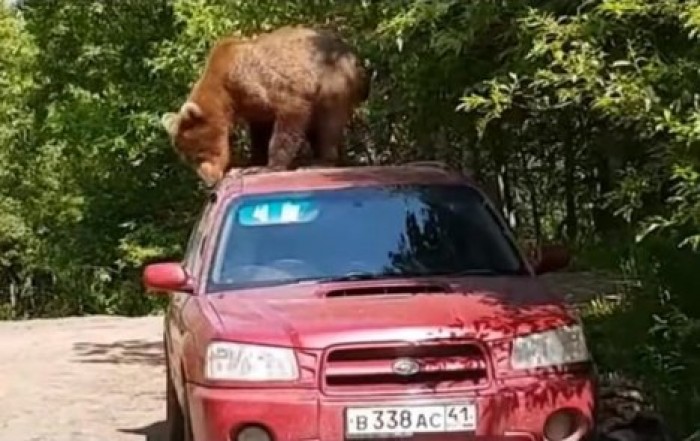 На Камчатке медведь пытался залезть с салон авто
