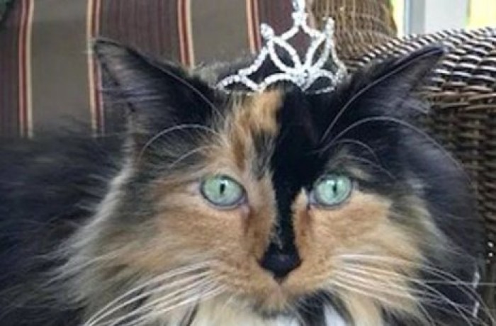 На выборах мэра американского городка победила кошка, обойдя 13 собак, павлина, козу и курицу