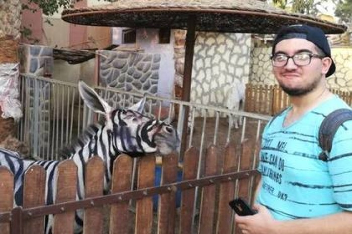 Ослов в египетском зоопарке покрасили и выдали за зебр