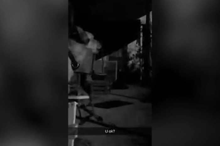 Пес подвыл и случайно перепел хит Бритни Спирс