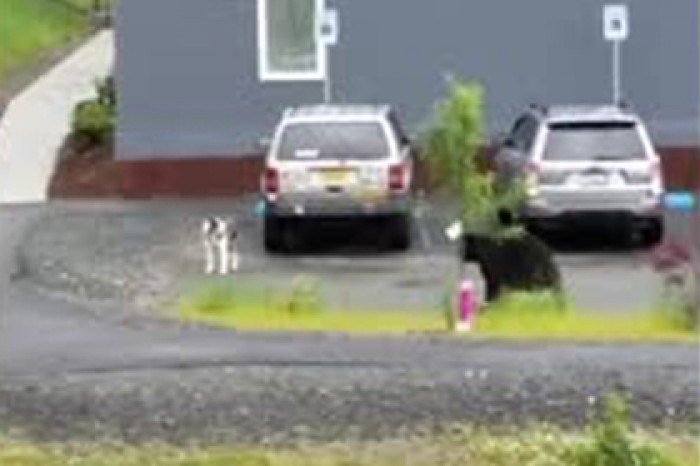 Погоню медведя за дружелюбной собакой сняли на видео