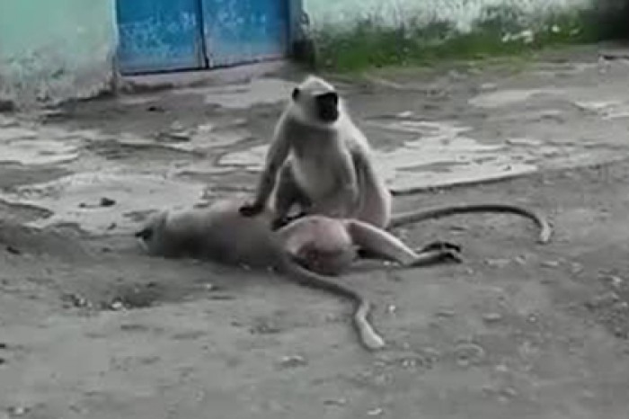Попытки обезьяны воскресить сородича попали на видео