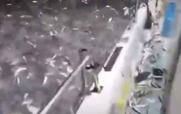 Тысячи сардин выскочили из воды в порту на Тайване