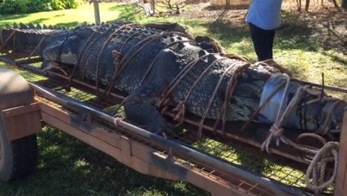 Восемь лет охоты: в Австралии поймали гигантского крокодила
