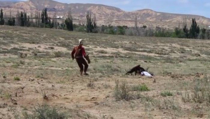 Вцепился когтями: беркут напал на восьмилетнюю девочку в Киргизии