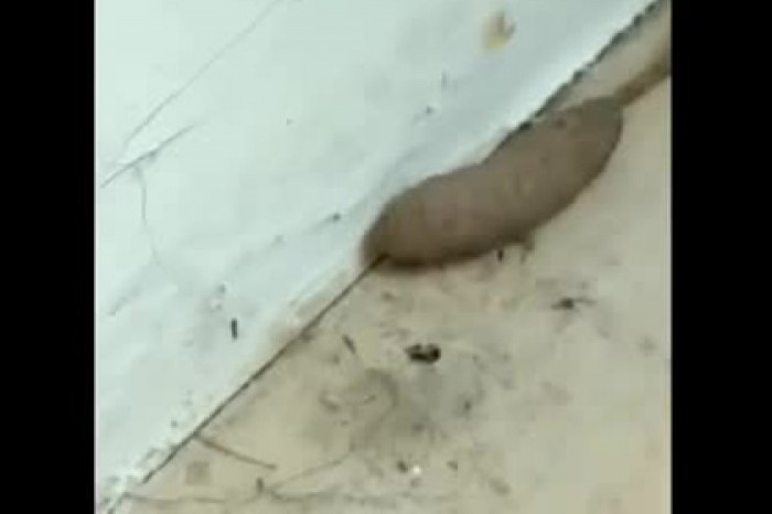 Загадочного крысочервя сняли на видео