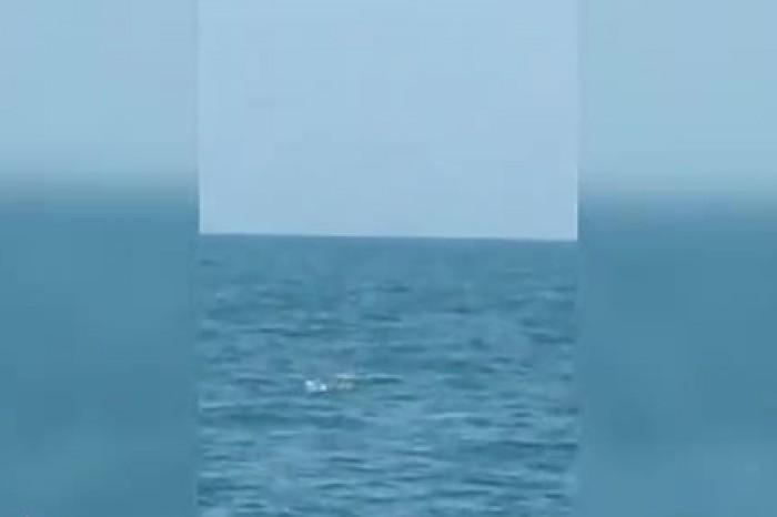 Закусывающая черепахой акула попала на видео