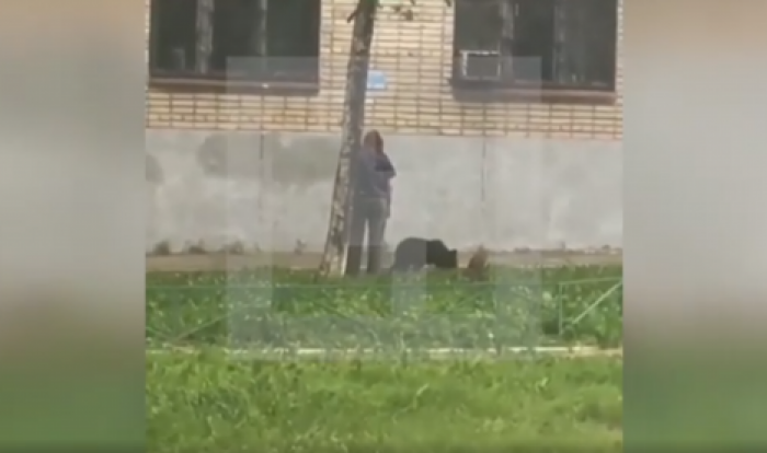 Женщина выгуляла медвежонка по улицам Хабаровска