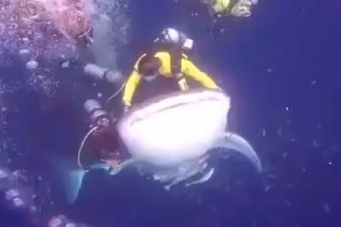 Дайверы сняли на видео подводную прогулку верхом на акуле