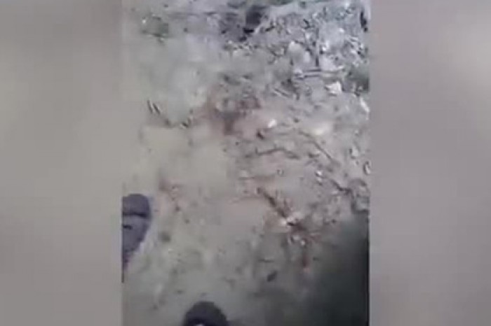 Индиец погладил крокодила по голове и чуть не лишился руки