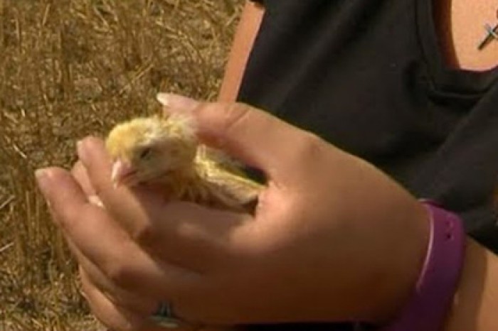 Из выброшенных в поле яиц вылупился выводок цыплят