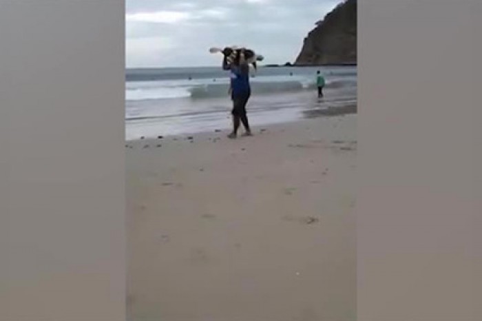 Похищение морской черепахи на пляже попало на видео