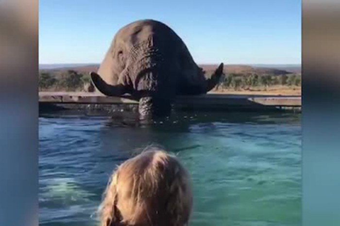 Слон присоединился к туристам в бассейне и попал на видео
