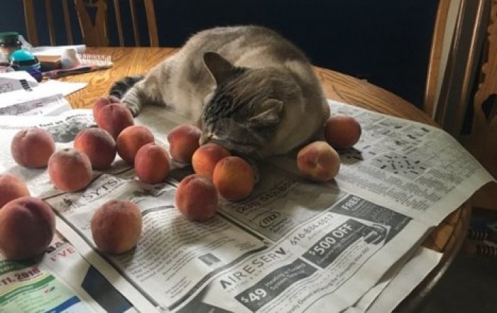 Странное увлечение кота удивило пользователей Сети