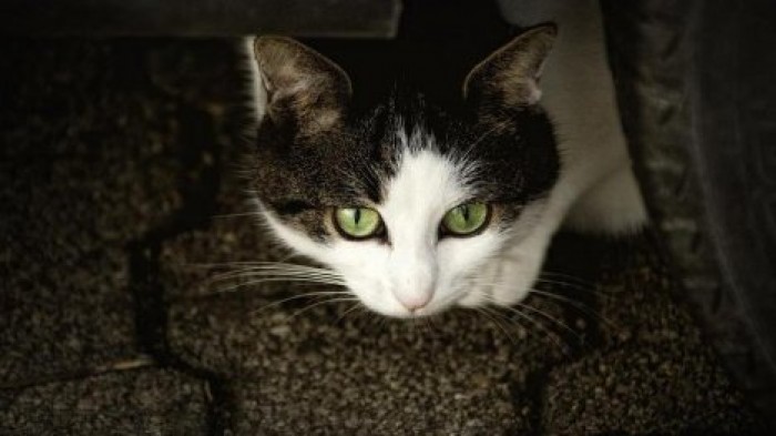 Тульские заключенные научили кота приносить наркотики