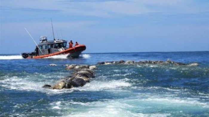У побережья Мексики погибли сотни очень редких морских черепах