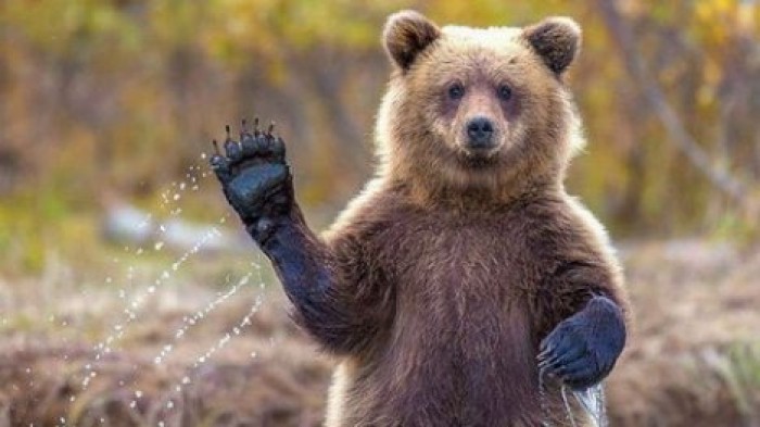 В США медведь пришел в винно-водочный магазин