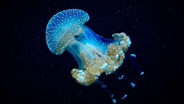 Итальянские пляжи атаковали ядовитые кубомедузы