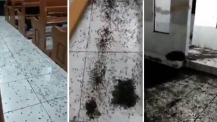 Приход гигантских муравьев на церковную службу ужаснул пользователей Сети