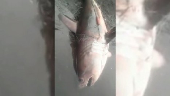 "Обломила рыбалку": в Енисее поймали двухметровую акулу