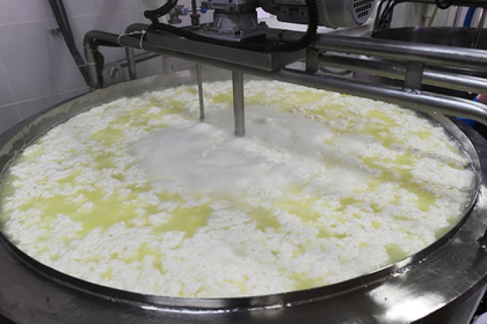 Завод по производству сырной продукции откроют в Подмосковье