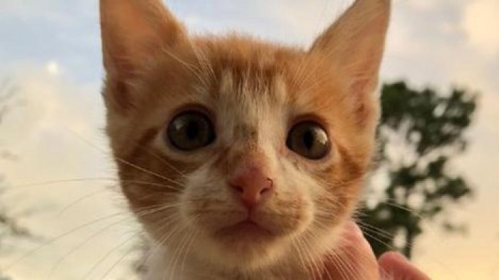 "Эй, кто спер моего кота?!": американка приютила котенка и оказалась "котоворовкой"
