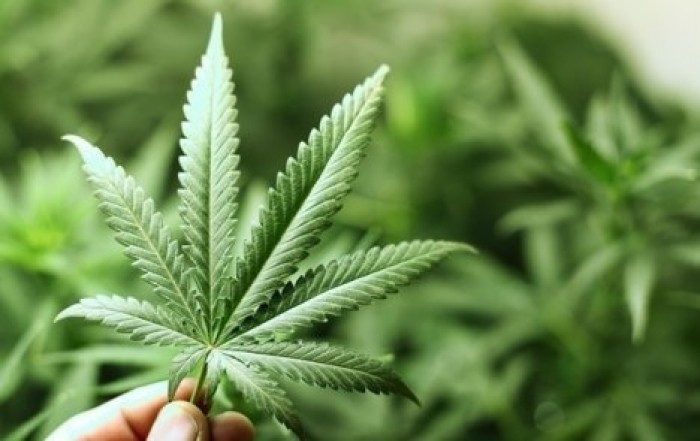 В Канаде вскоре после легализации закончилась марихуана