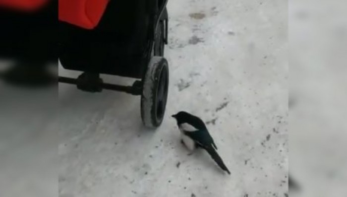 Любопытная сорока изучила принцип работы детской коляски и попала на видео
