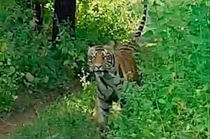 Погоню тигра за туристами сняли на видео