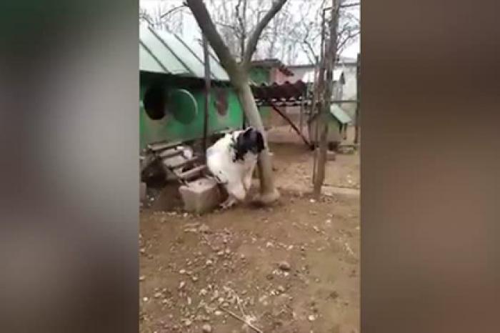 Прославившийся в сети петух-гигант нашел себе двух куриц