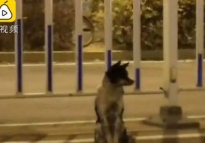 В Китае появился новый Хатико: верный пес 80 дней ждет хозяйку на месте ее гибели
