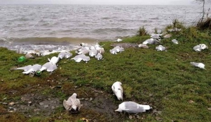 Возле озера в Тернополе нашли мертвыми сотню птиц
