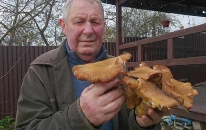 Жители Волыни насобирали грибов-гигантов