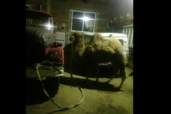 Под Иркутском верблюда восемь часов спасали из ДТП