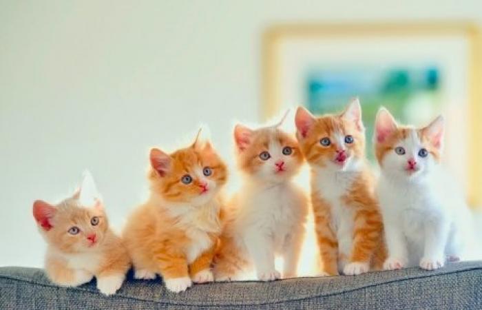 Ученые рассказали, как животные влияют на здоровье детей